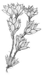 Rosulabryum perlimbatum, habit. Drawn from A.J. Fife 5562, CHR 405597.
 Image: R.C. Wagstaff © Landcare Research 2015 